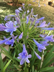 Agapanthus