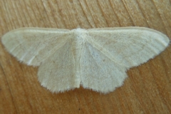 Idaea productata