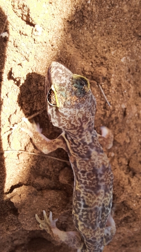 African Whole-toed Gecko