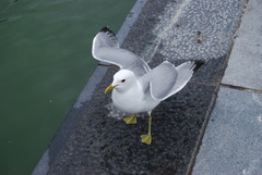 Larus canus