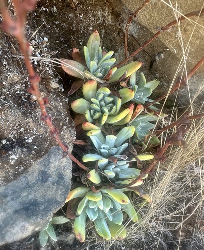 Dudleya farinosa