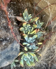 Dudleya farinosa