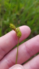 Carex brevior