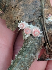 Microstoma floccosum