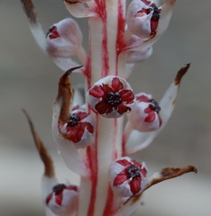 Allotropa virgata