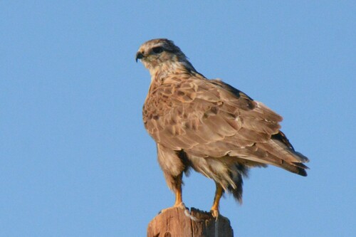 Upland Buzzard