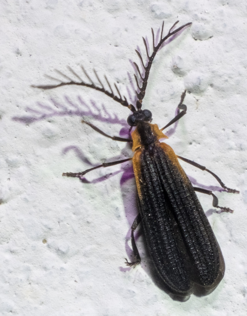 Leptoceletes