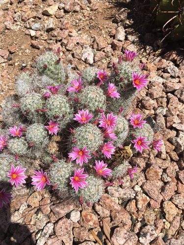 Graham's nipple cactus