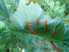 Triphragmium ulmariae