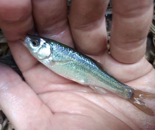 Calle minnow (Pseudophoxinus callensis) — Cyprinidae — 3