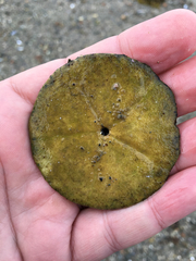 Echinarachnius parma