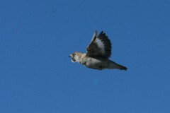 Pere David's Snowfinch photo 5