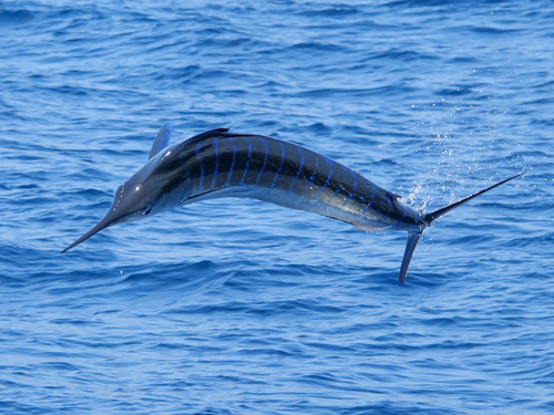 Foto de Marlin Rayado (Kajikia audax)