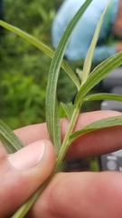Euthamia graminifolia nuttallii