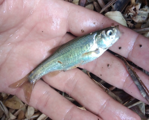 Calle minnow (Pseudophoxinus callensis) — Cyprinidae — 5