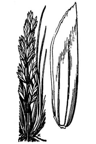 Pringle's bluegrass (Poa pringlei)