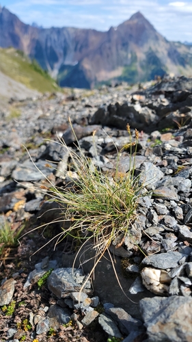 Carex micropoda iNat (2)
