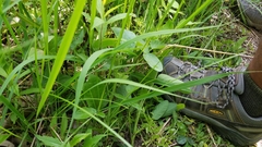 Desmodium illinoense