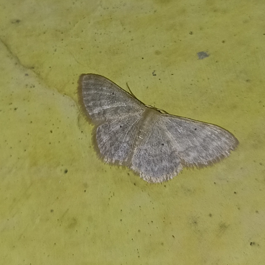 Mochar Insect Waves and Mochas from Munsyari, Uttarakhand 262554, India on August 19 ...