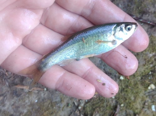Calle minnow (Pseudophoxinus callensis) — Cyprinidae — 4