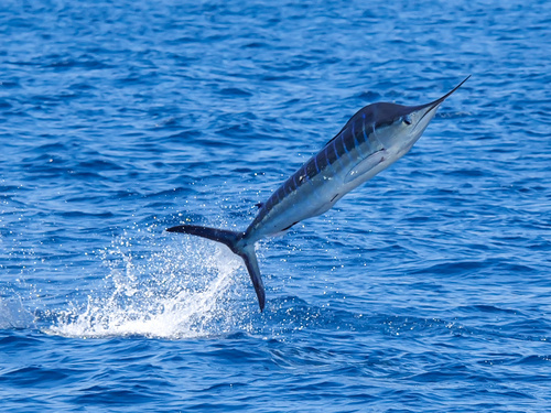 Foto de Marlin Rayado (Kajikia audax)