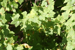 Ribes acerifolium