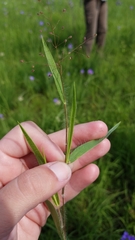 Dichanthelium praecocius