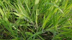 Dichanthelium praecocius