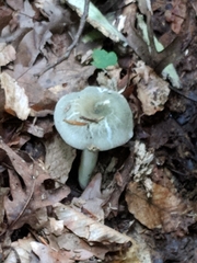 Virescentinae