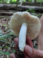 Virescentinae