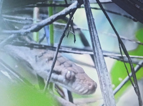 Australian Scrub Python sighting