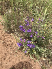 Penstemon heterophyllus australis