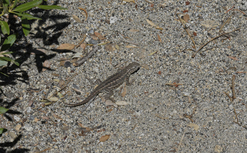 iNaturalist observation photo of Common Sagebrush Lizard