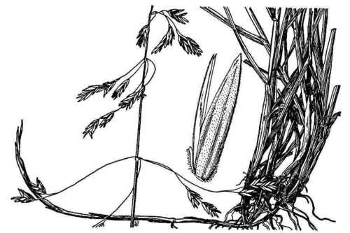 Poa nervosa