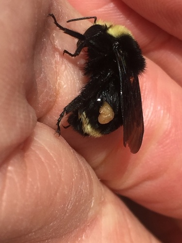 Strepsiptera