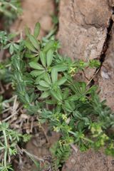 Galium acuminatum