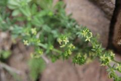Galium acuminatum