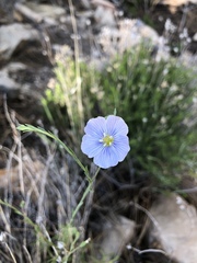 Linaceae