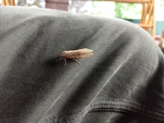 Halysidota tessellaris