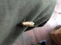 Halysidota tessellaris