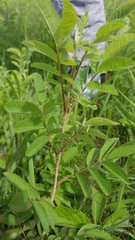 Rosa × medioccidentis