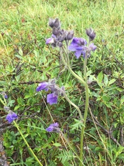 Polemonium acutiflorum