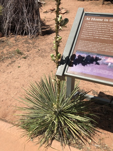 Yucca angustissima