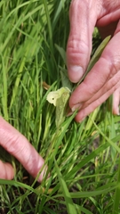 Physalis virginiana