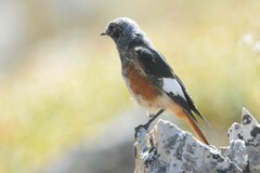 White-Winged Redstart photo 3