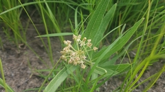 Asclepias lanuginosa