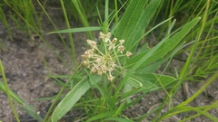 Asclepias lanuginosa