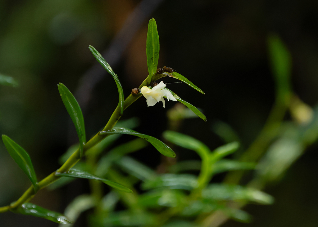 Dendrobium lamelluliferum J.J.Sm. 4