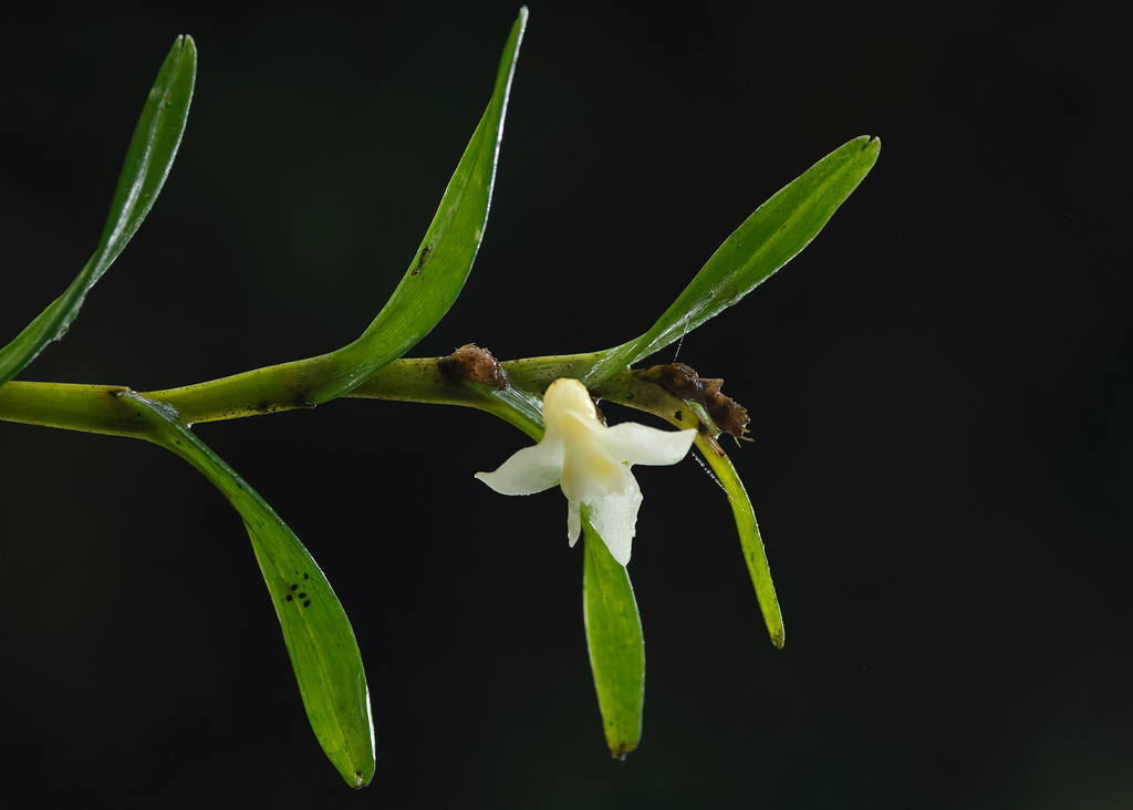 Dendrobium lamelluliferum J.J.Sm. 3
