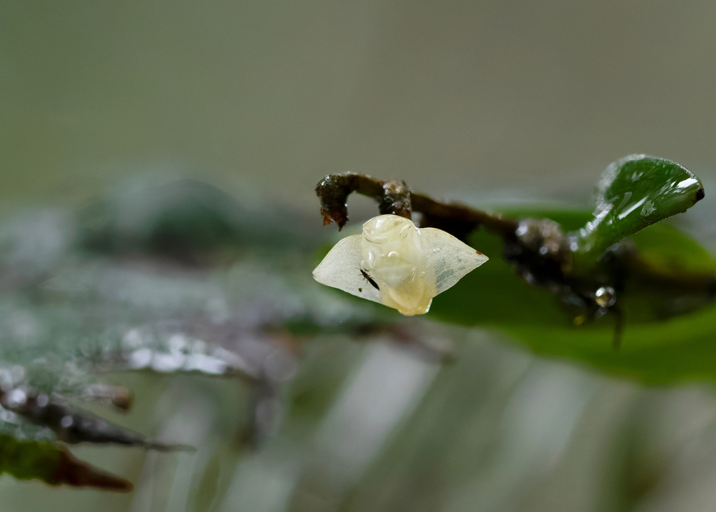 Dendrobium lamelluliferum J.J.Sm. 2